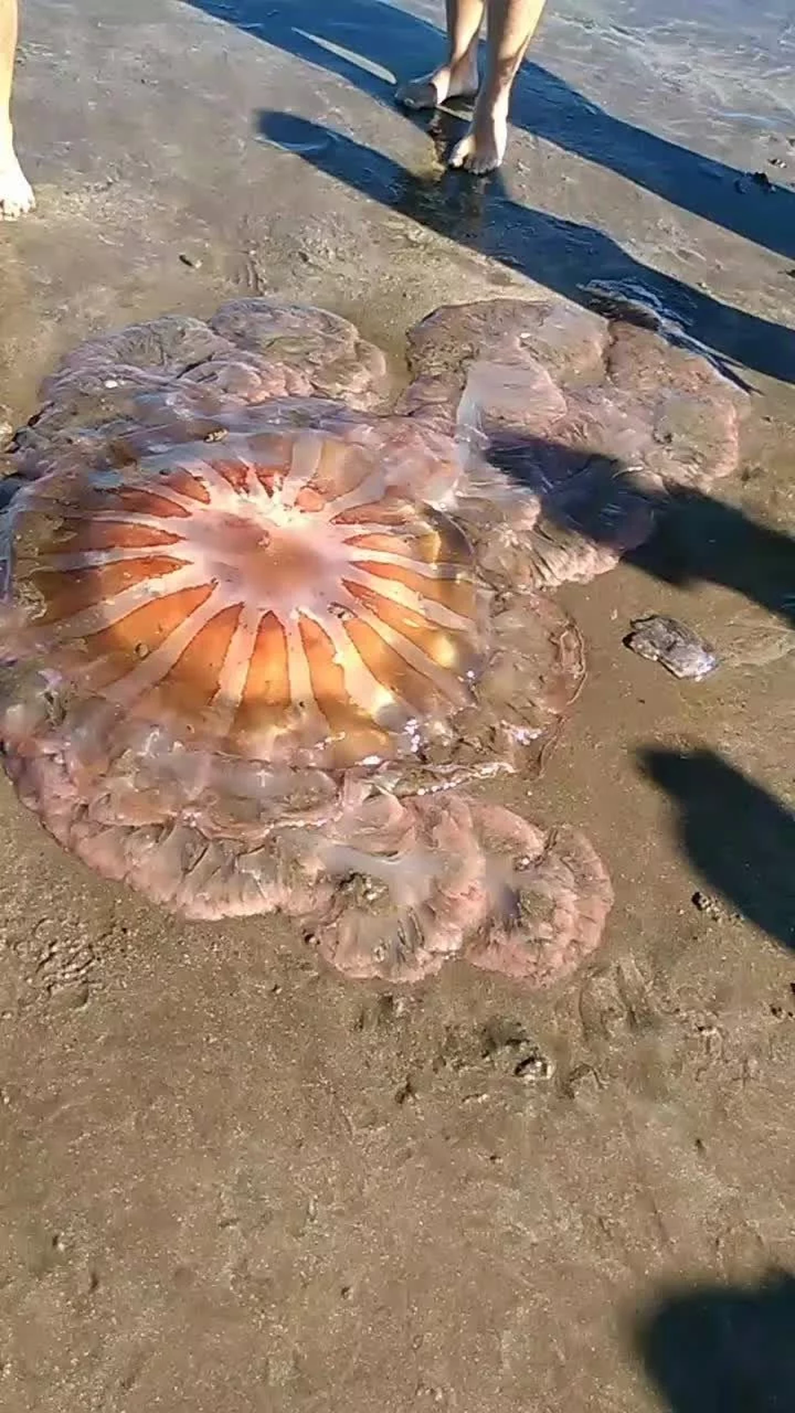 Una enorme medusa sorprendi&oacute; a los turistas de las playas del sur de Mar del Plata.&nbsp;