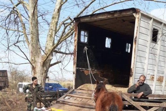 las fotos del maltrato: asi vivian y morian los caballos abandonados en el campo de ezeiza