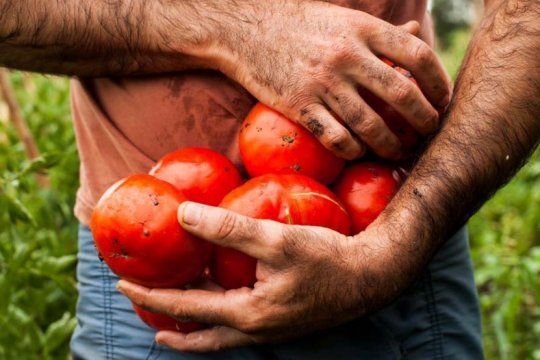 cocina en vivo, feria y degustaciones en una nueva edicion de la fiesta de tomate platense