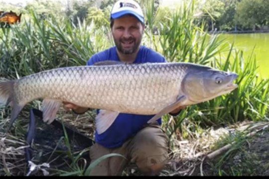 Un nuevo video del Loco de la carpa lo muestra pescando otro ejemplar enorme en el Lago del Bosque de La Plata. ¿Es real? 