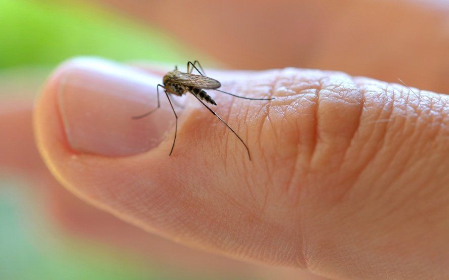 Invasión de mosquitos en La Plata: en qué zonas se encuentran y a qué hora se ponen “más agresivos”