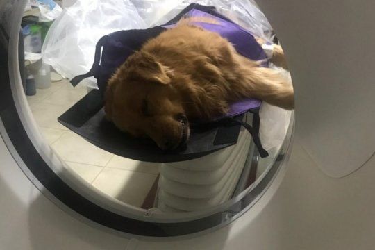 escandalo en coronel suarez: le hicieron una tomografia a un perro en el hospital publico