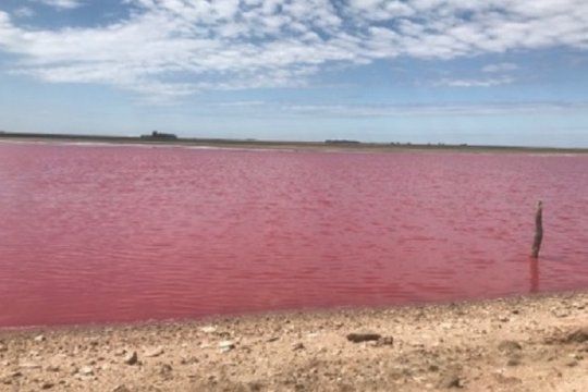 postal impactante en puan: la laguna de darregueira se volvio rosa por un extrano fenomeno