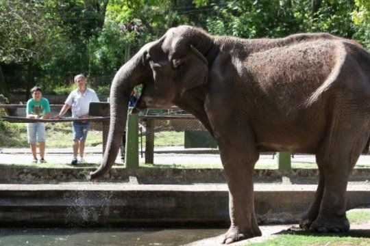 la plata: confirmaron que la elefanta pelusa esta bien de salud y que sera trasladada a brasil