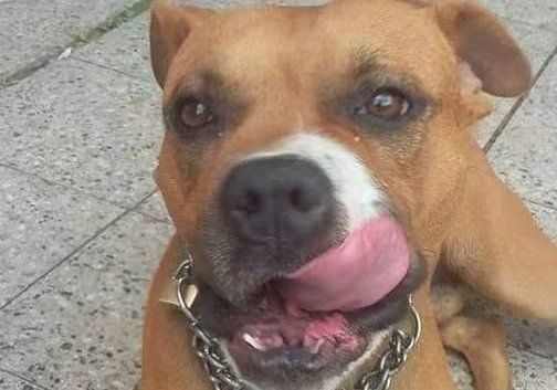 Piden ayuda para el perro que evitó un robo en La Plata