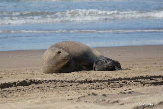 Así es el concurso para elegir el nombre del elefante marino que nació en Villa Gesell.