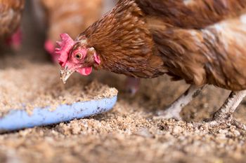 El Senasa se pronunció sobre un posible avance de la gripe aviar.