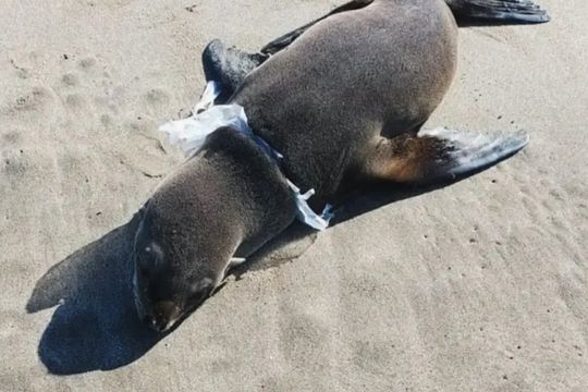 Rescatan y liberan a un lobo marino en la costa bonaerense
