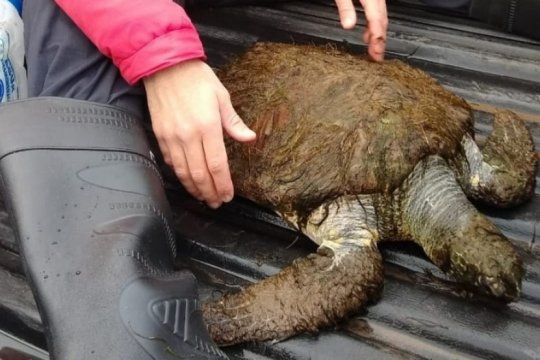 Las  tortugas verdes están en peligro de extinción