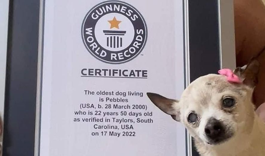 Ponen en duda el récord del perro más viejo del mundo según Guinness