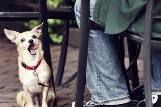 la plata, ciudad pet friendly: quieren que las mascotas entren a edificios, colectivos y restaurantes