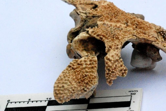 Restos del cráneo fosilizado de una nueva especie de anfibio.