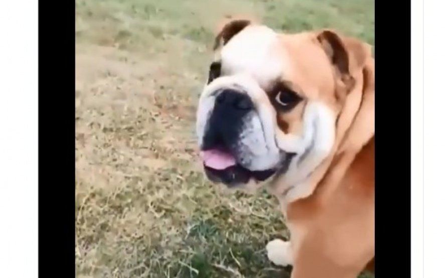 La sorprendente reacción de un perro cuando su dueño le dice que es feo