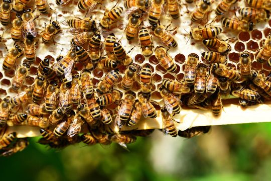 La apicultura creció un 50% en la Provincia.