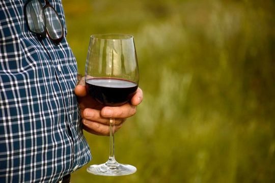 en el dia del vino argentino: por que la produccion bonaerense estuvo prohibida por 60 anos