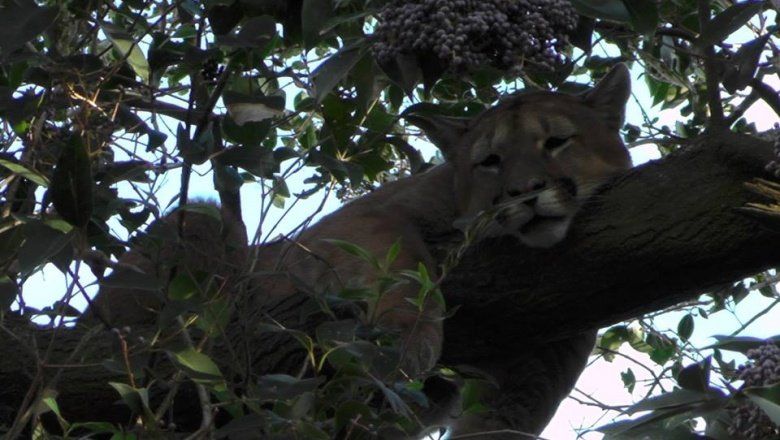Mira el video: En Maipú se realizó un operativo para bajar a un puma salvaje alojado en un árbol