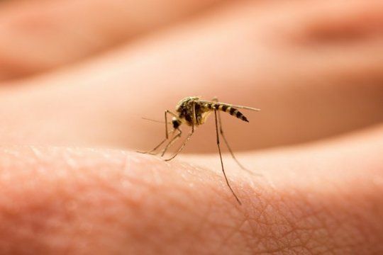 dengue: se registraron 6.000 casos en la ultima semana en todo el pais