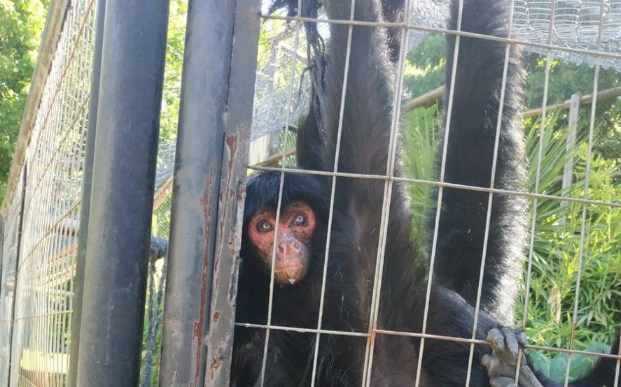 Es viral un video del ex zoo de La Plata y desde el Municipio desmienten el abandono de los animales