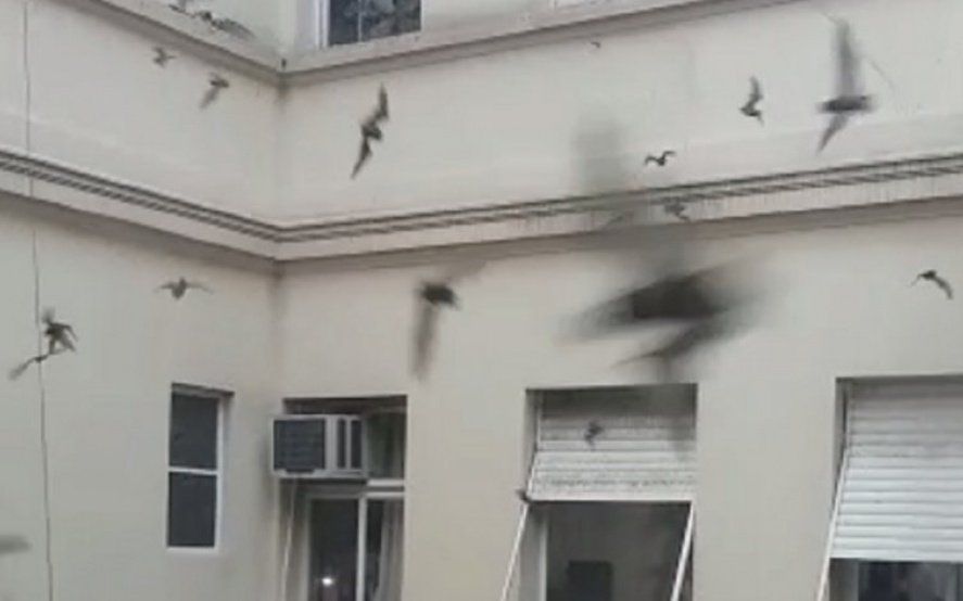 Video: en General Madariaga, el edificio municipal fue invadido por murciélagos