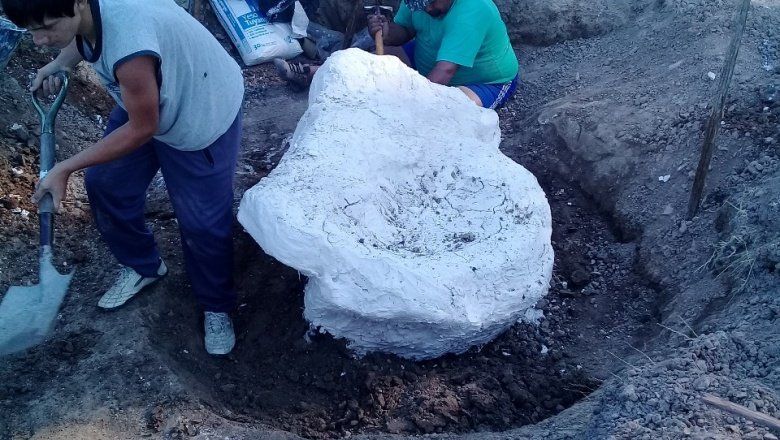 Un megamamífero en Marcos Paz: encontraron restos de un gliptodonte en una estancia