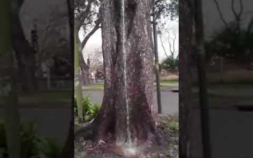 Video: el “árbol que llora” que asombró a los vecinos de San Isidro
