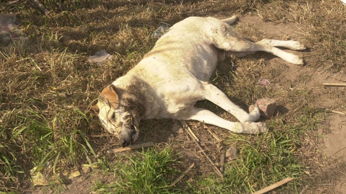 Preocupación Volvió La Matanza De Perros En Un Pueblo De La Capital