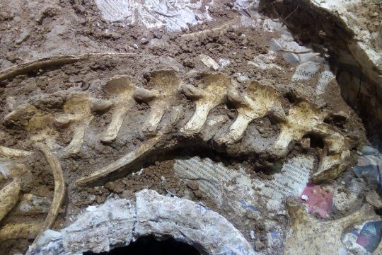 descubrieron los restos fosiles de un ciervo prehistorico mas completos del pais en san pedro