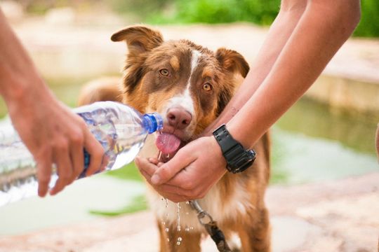 Ante las altas temperaturas, ¿cómo cuidar a nuestras mascotas del calor?