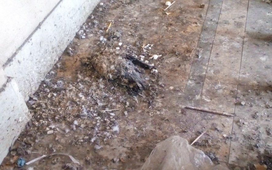 Riesgo sanitario en una escuela de La Plata: los alumnos conviven con el excremento de palomas