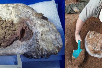 Los restos fósiles de la osa gigante fueron hallados por investigadores del Museo de Ciencias Naturales de La Plata. 