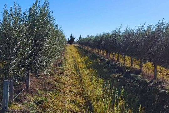 nace la ruta del olivo, un proyecto clave para el sudoeste bonaerense