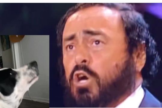 el increible video del perro que imita a luciano pavarotti