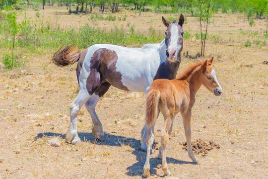 la historia de petisa y bandido, dos caballos liberados en san fernando