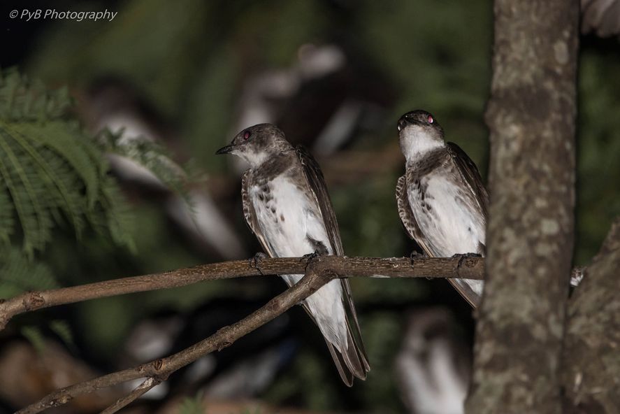 Las aves permanecen en los &aacute;rboles de Plaza Mitre antes de migrar (Foto: Facebook Pablo Beringer)