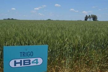 ¿Qué es el trigo HB4 y por qué generó un fuerte debate en Argentina?