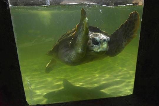 Tras 40 años de cautiverio, el tortugo Jorge será trasladado a Mar del Plata.