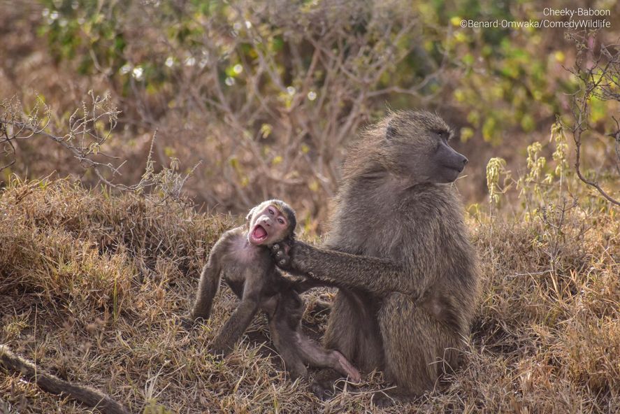 11 ideas de Fino señores  fotografías divertidas de animales