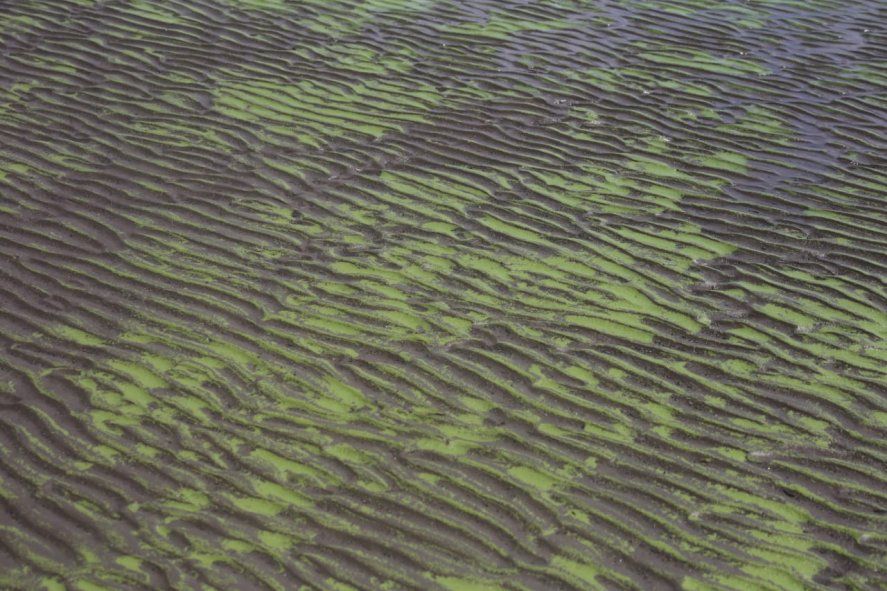 Las cianobacterias invadieron el agua y las playas de Ensenada.
