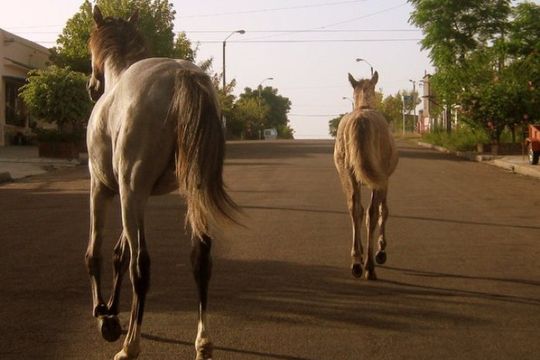 El caballo faenado que apareció en un Club de Arrecifes enciende las alarmas sobre el problema del abigeato en la Provincia de Buenos Aires 