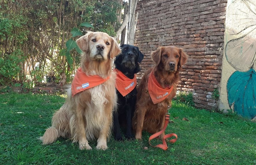 Las perras terapeutas que asisten a niños con autismo en La Plata