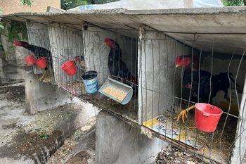Olavarría: Detectan un criadero ilegal de gallos de riña y apuntan a empleados municipales