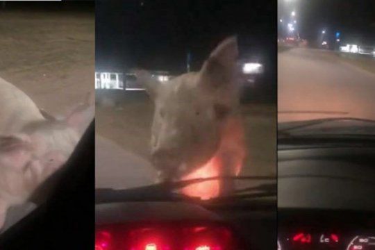 ?¡me sigue un chancho!?: insolito video de una mujer y un cerdo