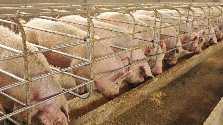 Piden proteger la producción porcina bonaerense frente a la “competencia desleal” de las importaciones