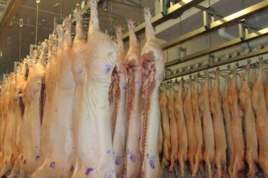 proyectan que la produccion porcina argentina creceria un 32% en los proximos siete anos