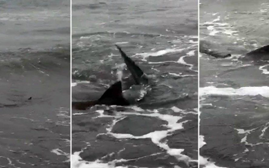 Video: así se veían en la orilla los tres tiburones que sembraron terror en una playa de Monte Hermoso