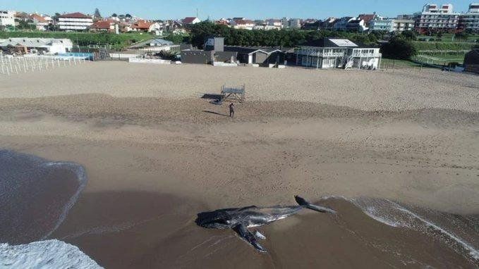 Apareci&oacute; una ballena jorobada muerta en las playas del sur de Mar del Plata. (FOTO: DIARIO LA CAPITAL)