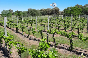 ¿Conocés AlEste?: la bodega que renació la vitivinicultura en la provincia de Buenos Aires