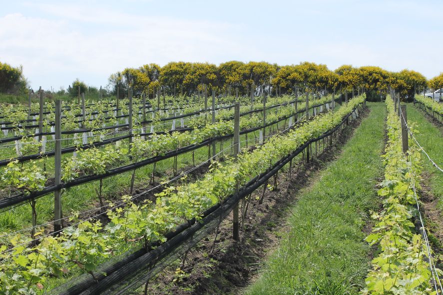Tandil podría ser declarada como zona vitivinícola: las experiencias para disfrutar en los viñedos locales