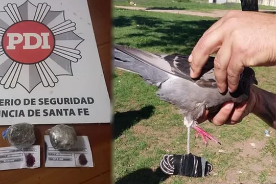 insolito: detuvieron a una paloma por intentar ingresar marihuana en una carcel