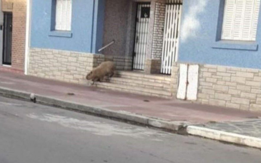 Los animales invaden las ciudades en cuarentena: mirá las imágenes del carpincho que recorrió Necochea